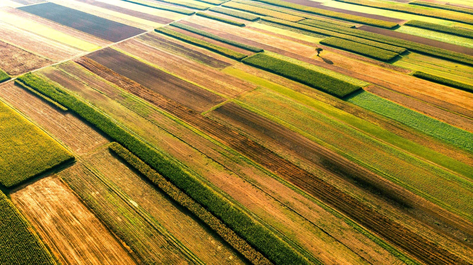 bayer aktie dividende 2024 prognose analyse aktienanalyse crop science landwirtschaft